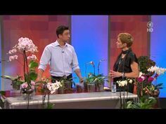 ARD-Buffet Orchideen mit dem Orchideenspezialisten Josef Seidl - YouTube - Orch...