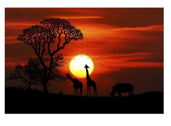 South Africa Safari Landscape Photograph Outdoor Nature Wall Art Poster Print