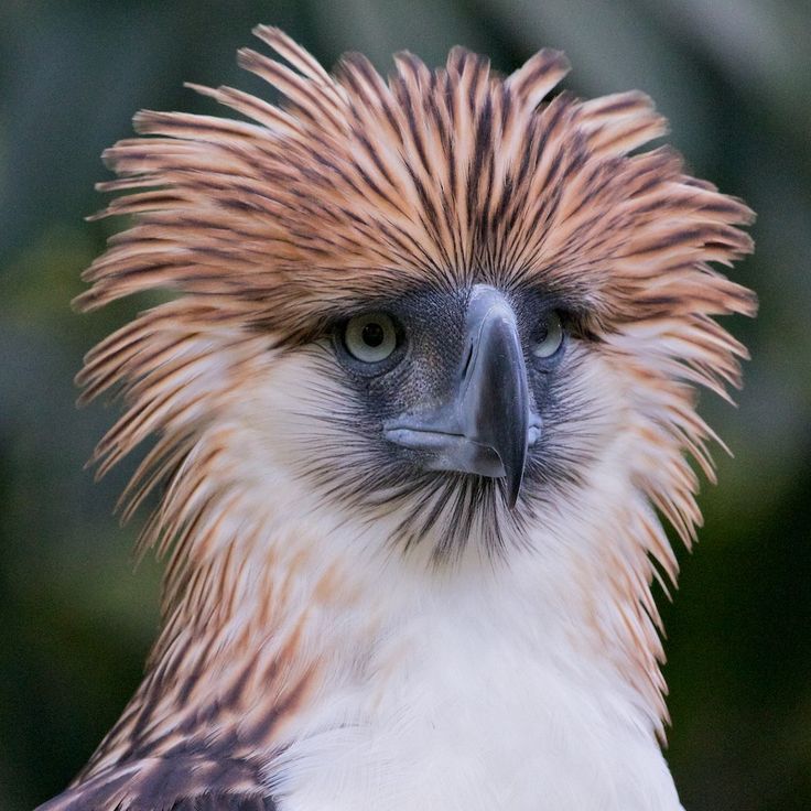 Philippine Monkey-eating Eagle | Philippine eagle, Animals reference ...