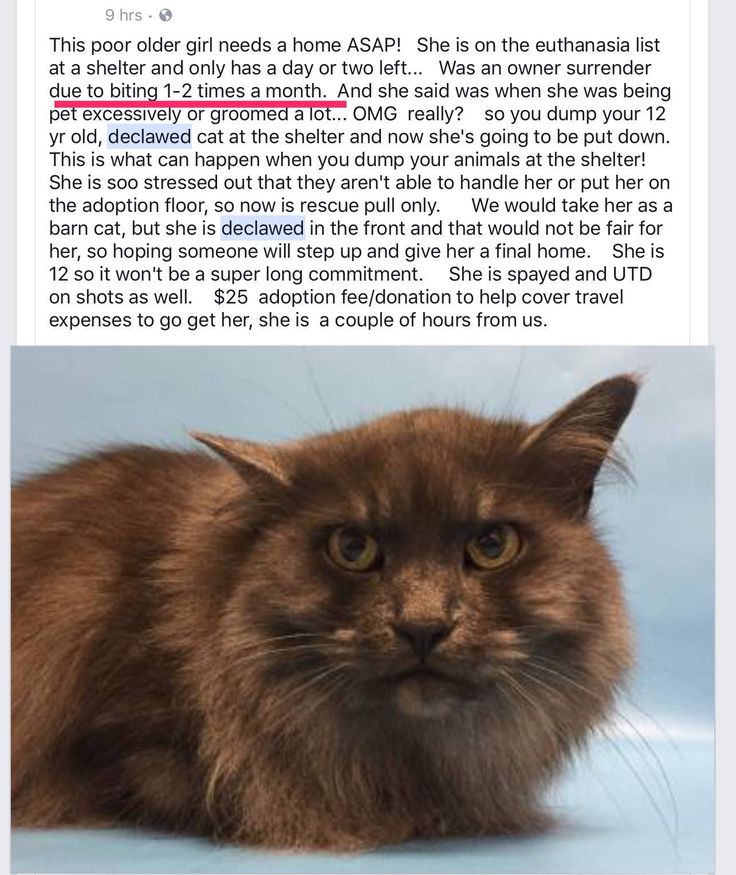 Pin on DECLAWED CATS SUFFER