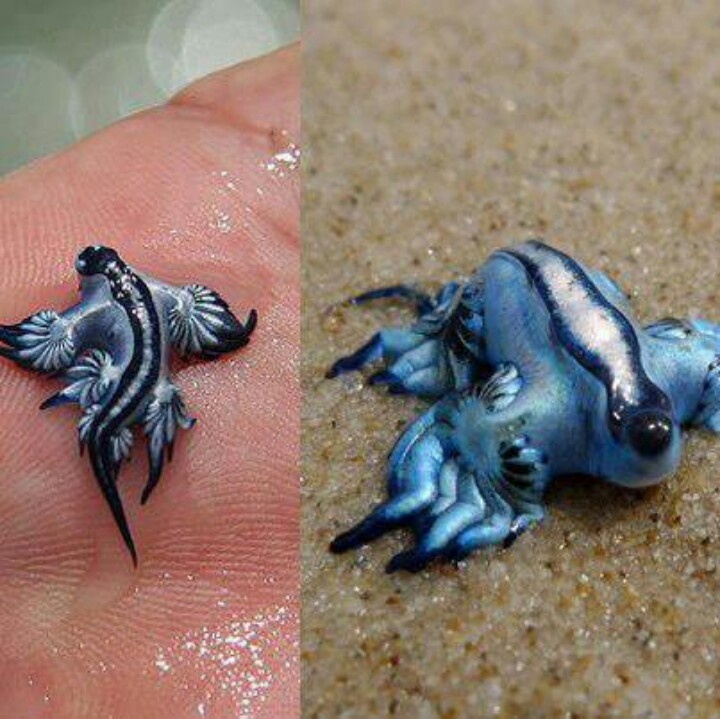 One Of The World s Rarest And Most Beautiful Shell Fish Bizarre one-of-the-world-s-rarest-and-most-beautiful-shell-fish-bizarre