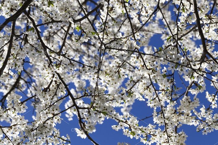 Trees with blooming flowers