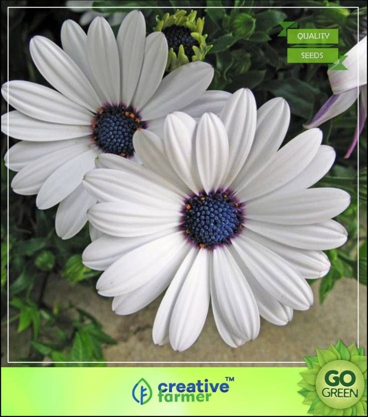 Aster Kurenai Red Flower Seeds Aster Flower Flower Seeds Chrysanthemum Seeds