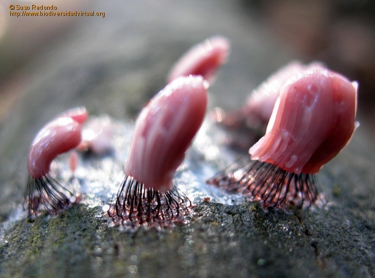 Fungi virtual lab
