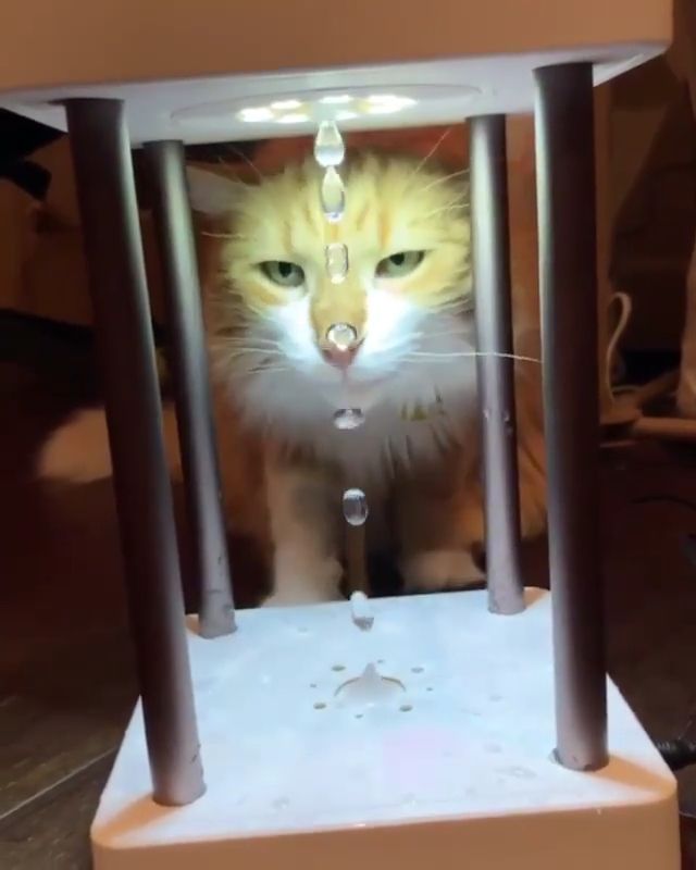 I Am As Confused As This Cat 😮 I Am As Confused As This Cat 😮