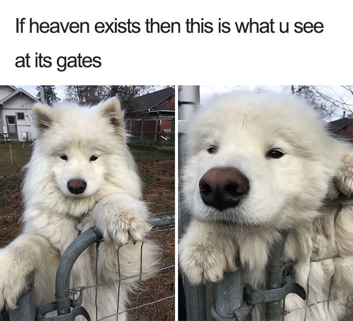 best 25 smiling dog meme ideas only on pinterest top 10 memes eef5b3da7a135f9ff1ba78483309eb78 gates happy dog meme best 25 smiling dog meme ideas only on pinterest top 10 memes,Smiling Dog Meme