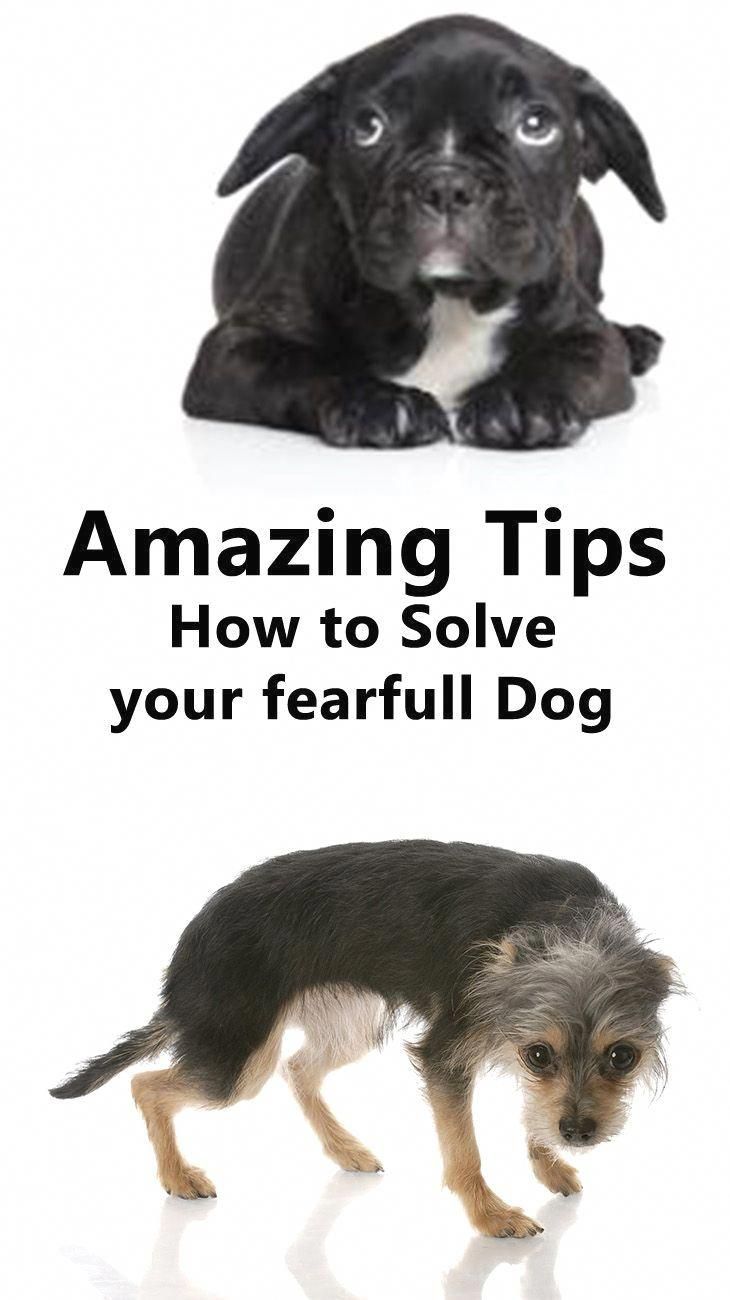 Basic Dog Care