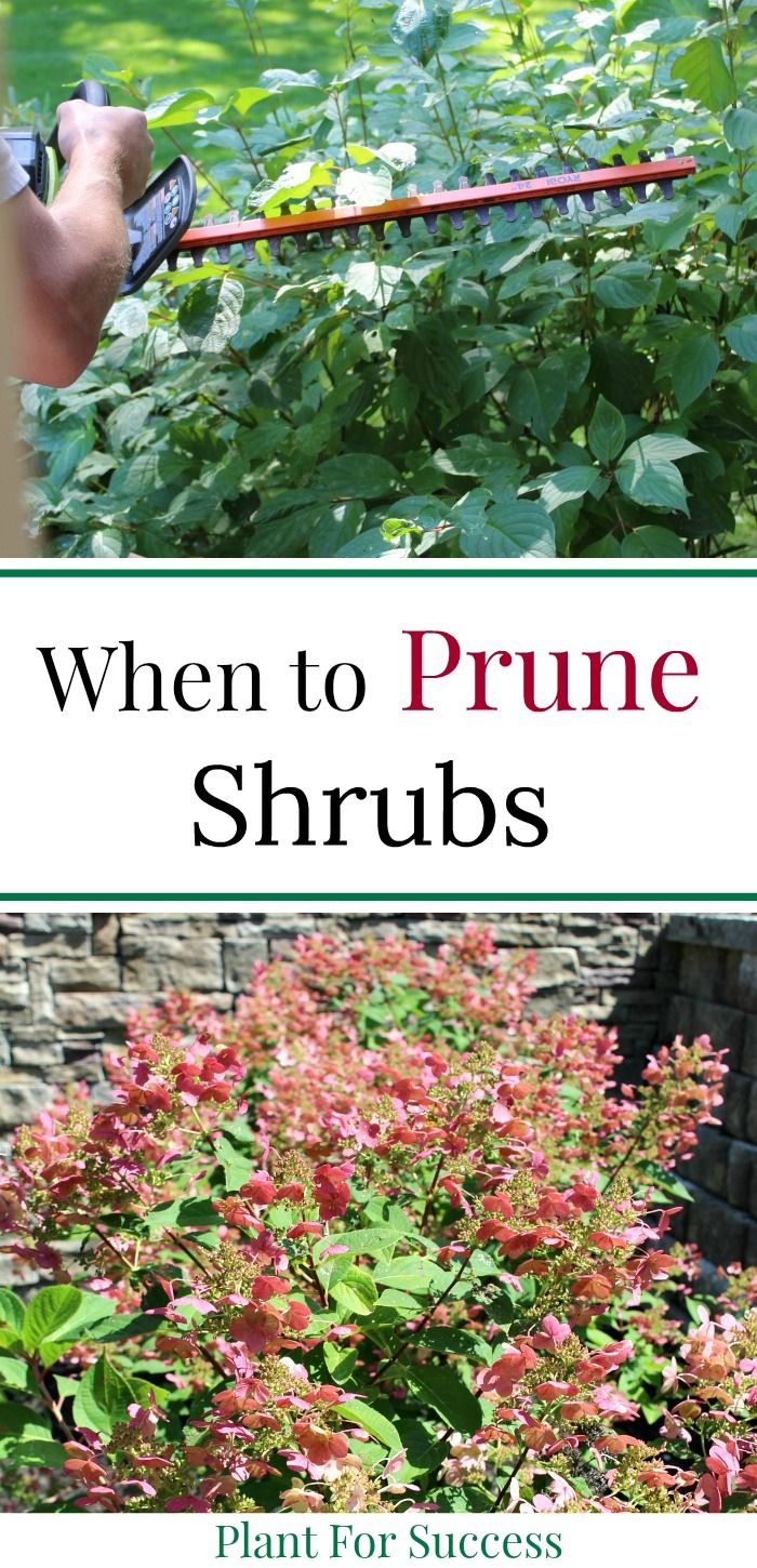What To Prune When In Your Garden For The Healthiest Plants Plants Shrubs Prune