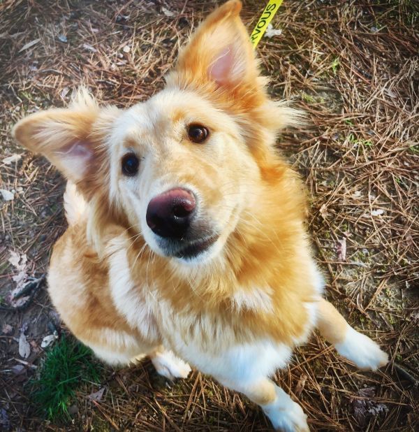 Dogs For Adoption Petfinder Dog Adoption Help Homeless Pets