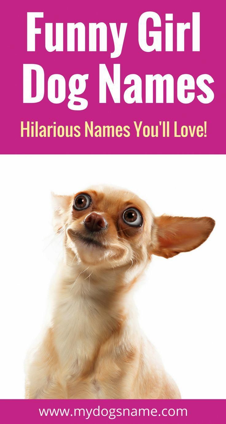 Funny Girl Dog Names You Have To Check Out When Naming Your New