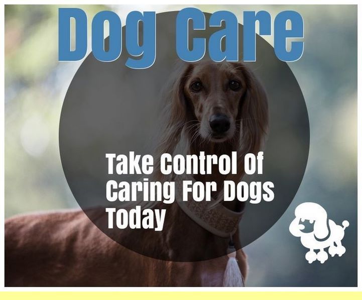 Housebreaking A Puppy And Dog Training Tips Stubborn Favorite