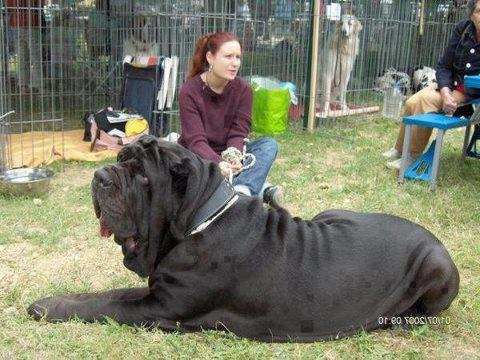 Five Tallest Dog Breeds World Five Tallest Dog Breeds World