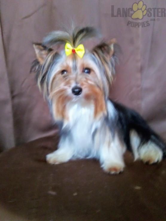 Michigan Teacup Yorkshire Terrier Puppy Breeder Tiny Teacup Yorkie Puppies For Sale Exceptional Yorkie Puppy Yorkshire Terrier Puppies Yorkie Puppy For Sale