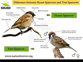 25 best Did You Know? images on Pinterest | Sparrows, House sparrow and