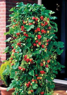 Strawberry Garden Ideas container flower gardening ideas zinnias and gazanias in a strawberry pot 16 Best Growing Strawberries Images On Pinterest Strawberry Garden Ideas red climbing strawberry plant seeds 16 Best Growing Strawberries Images On Pinterest