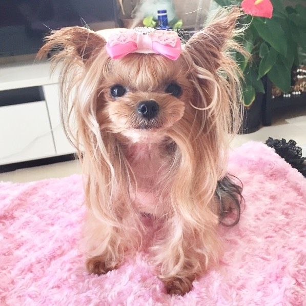クックちゃん ママミング Dogs Animals Teddy クックちゃん ママミング Dogs Animals Teddy