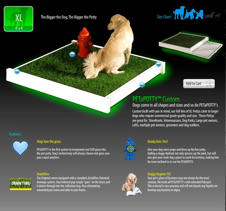 How To Train The Dogs To Poop In One Area How To Train The Dogs To Poop In One Area