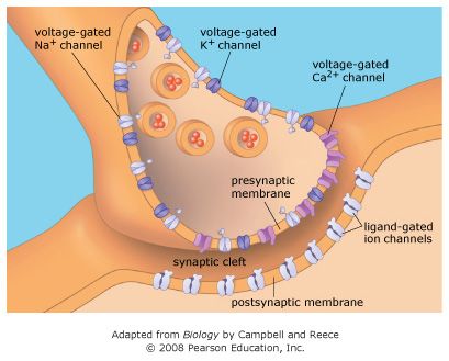 chemical synapse diagram best 25 chemical synapse ideas on nerve cells chemical synapse diagram best 25 chemical synapse ideas on nerve cells