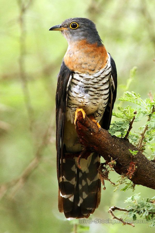 2360 best birds so much beauty images on pinterest 2360 best birds so much beauty images on pinterest