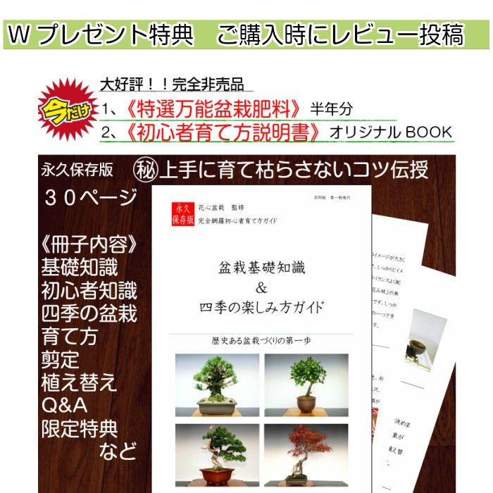 盆栽 ミニ 南天盆栽 縁起物盆栽 盆栽 ギフト プレゼント ミニ観葉 風水植物 Wb 和心盆栽 通販 Yahoo ショッピング 風水 植物 南天 ミニ盆栽 盆栽 ミニ 南天盆栽 縁起物盆栽 盆栽 ギフト プレゼント ミニ観葉 風水植物 Wb 和心盆栽 通販 Yahoo ショッピング 風水 植物 南天 ミニ盆栽