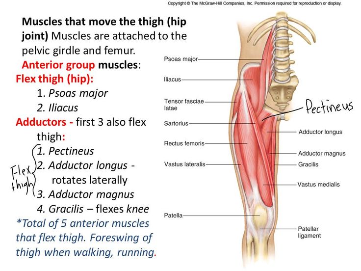 Pin by Ekkiko on Anatomy | Massage therapy, Pelvic girdle, Tcm
