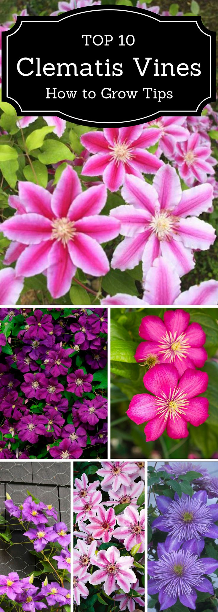best 25+ outdoor flowers ideas on pinterest | full sun landscaping best 25+ outdoor flowers ideas on pinterest | full sun landscaping