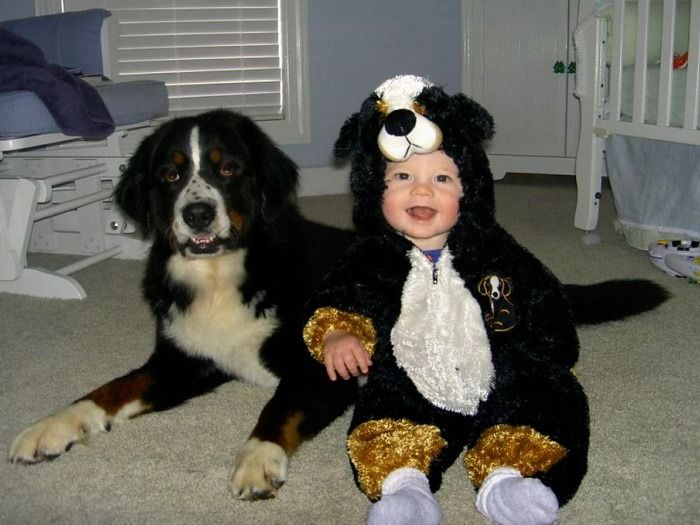 quite possibly the cutest bernese mountain dog halloween costume ever photo by canil januario - Dog Halloween Ideas quite possibly the cutest bernese mountain dog halloween costume ever photo by canil januario - Dog Halloween Ideas