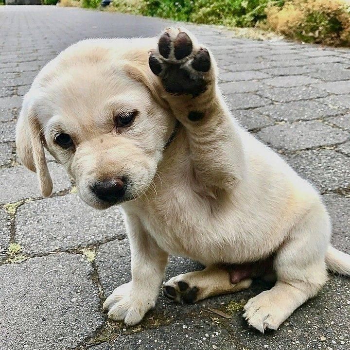 signs of newborn puppy constipation