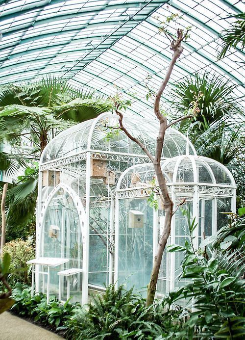Aviary In A Greenhouse Buildaviary Aviariesideas Aviary In A Greenhouse Buildaviary Aviariesideas Conservatorygreenhouse Plantas 2019 Gl House Gardening Garden