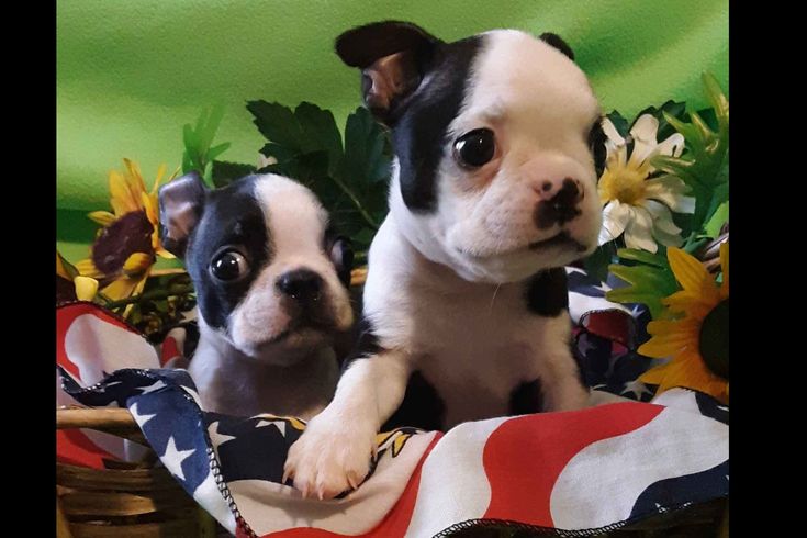 Baby Bostons Has Boston Terrier Puppies For Sale In Sacramento Ca