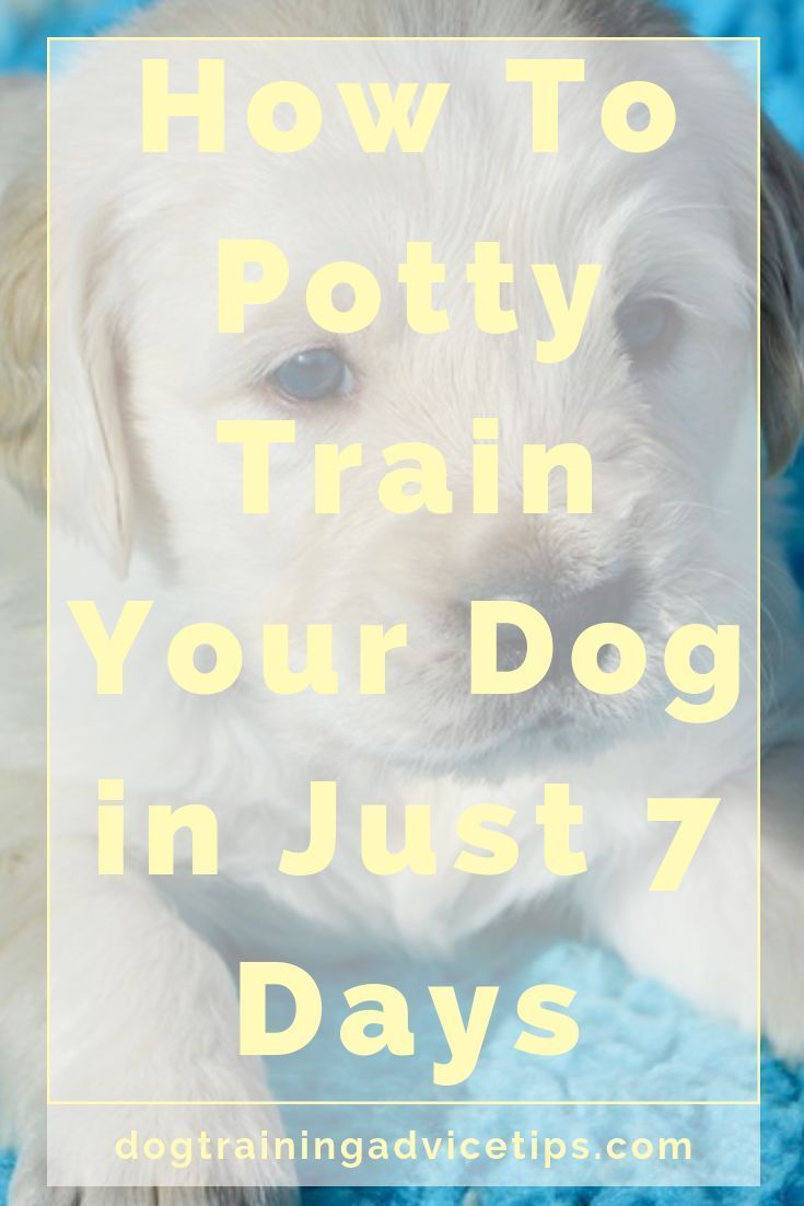 How To Potty Train Your Dog In Just 7 Days Training Your Dog