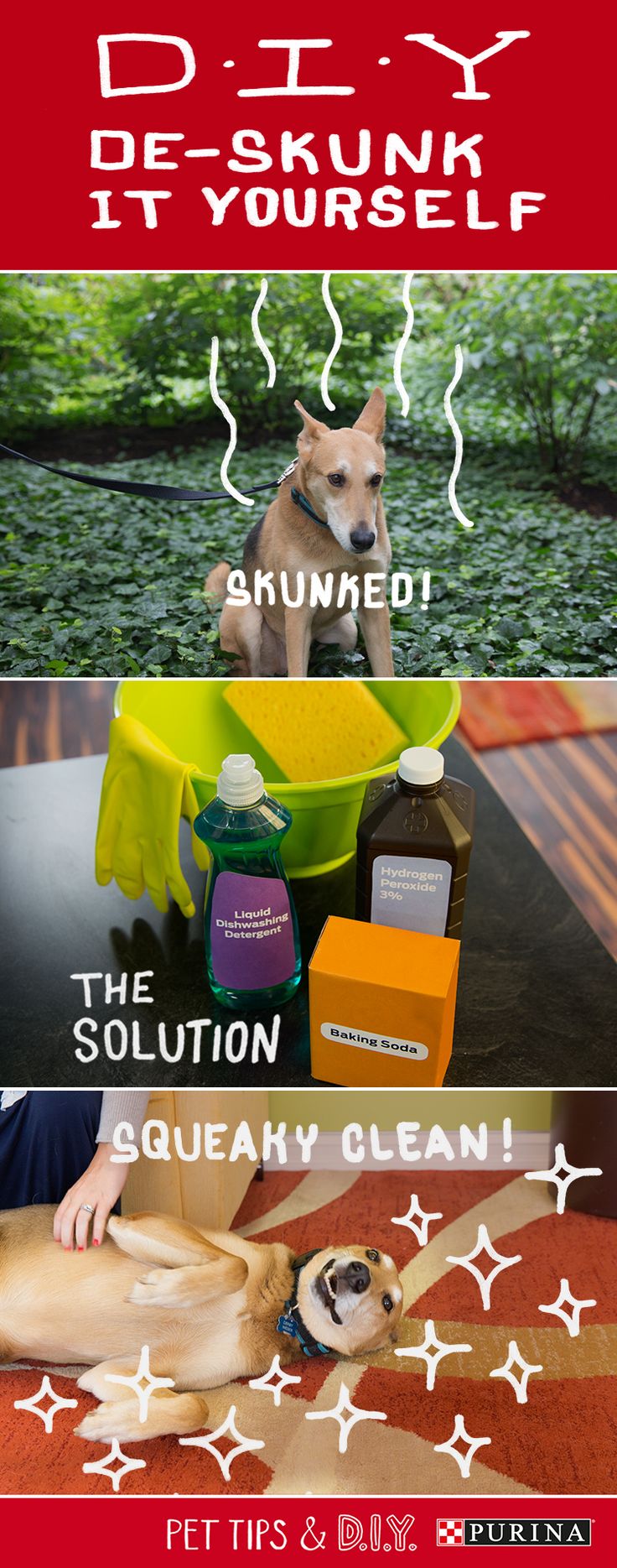 got sprayed by skunk best 25 skunk smell remover ideas on pet got sprayed by skunk best 25 skunk smell remover ideas on pet