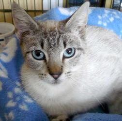 San Mateo Cat Adoption San Mateo Cat Adoption