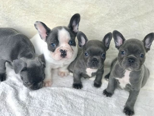 Beautiful Solid Blue French Bulldogs Puppies French Bulldog