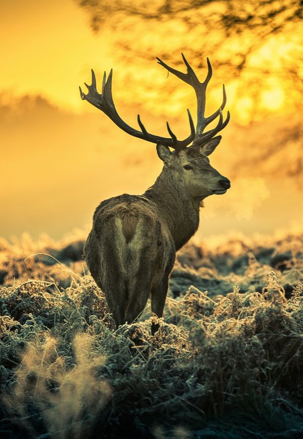 Piss drinking literotica Mother fucking deer attack hit