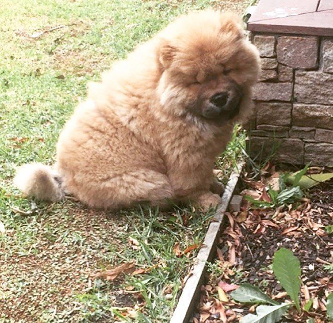 Pin On Chow Chow