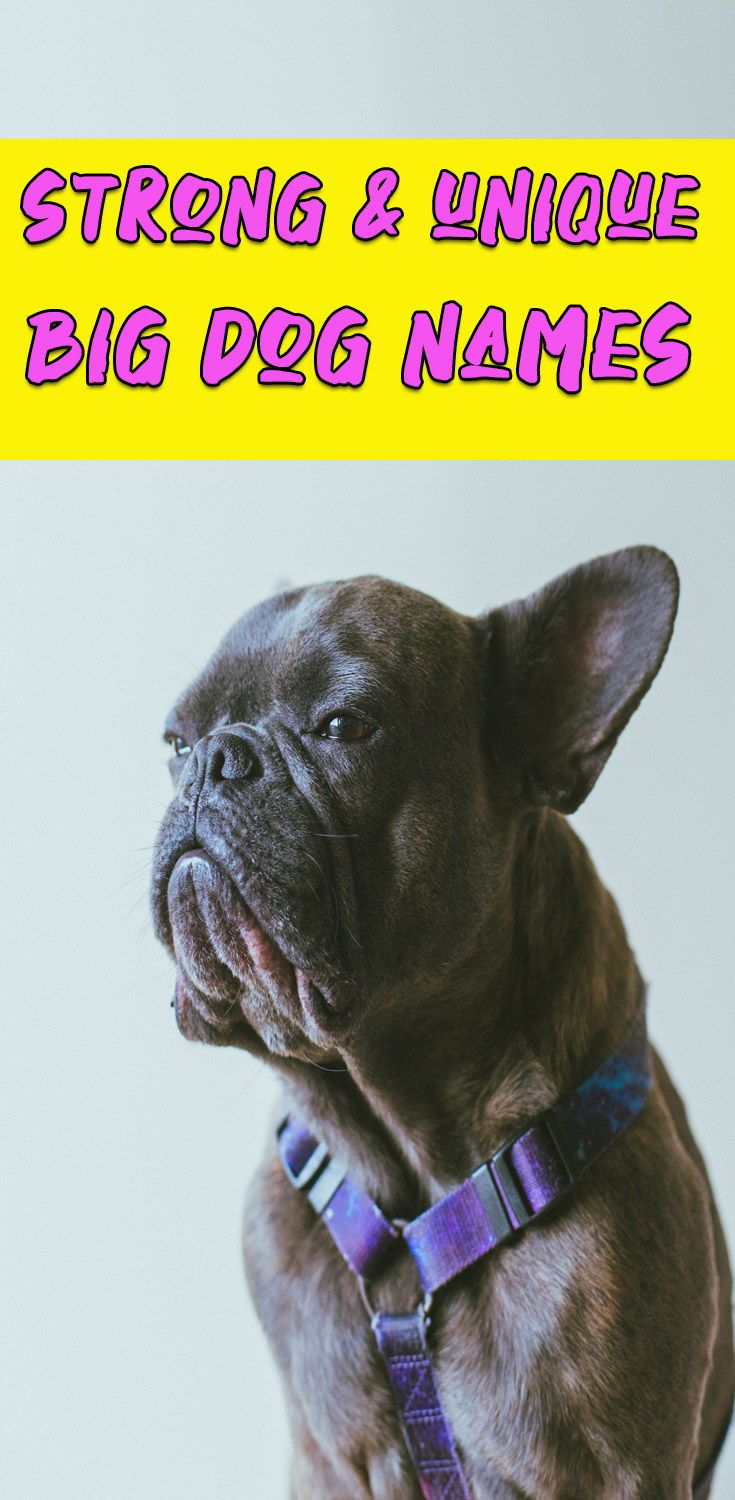 250 Most Popular Big Dog Names Big Dog Names Dog Names Unique Dog l-dog-names-girl-dog-names-boy-dog-names-cute-dog-names-girl