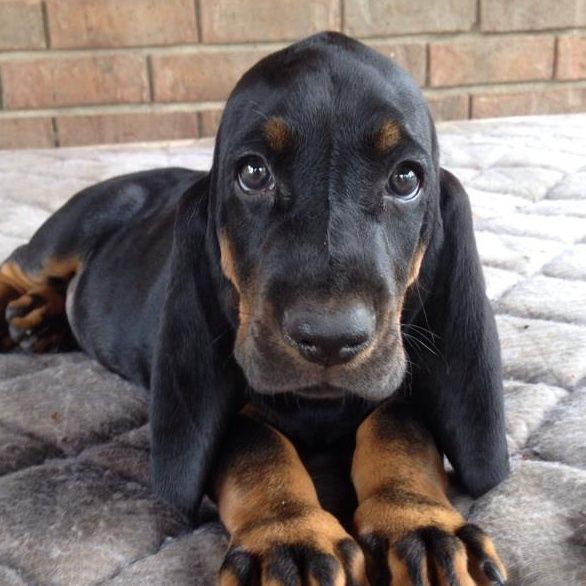 Love for Black & Tan Coonhounds... Hound puppies, Dog