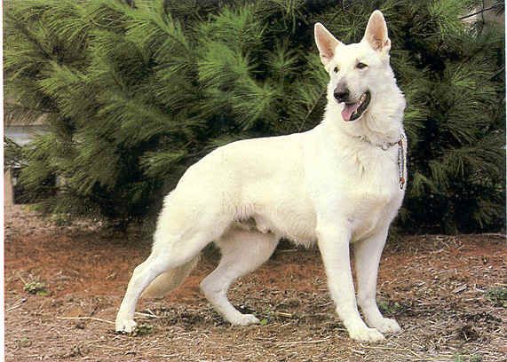 belgian shepherd dog club of canada best 25 white shepherd ideas only on pinterest white dogs pets belgian shepherd dog club of canada best 25 white shepherd ideas only on pinterest white dogs pets