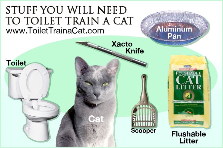 How Do You Litter Box Train An Older Cat How Do You Litter Box Train An Older Cat