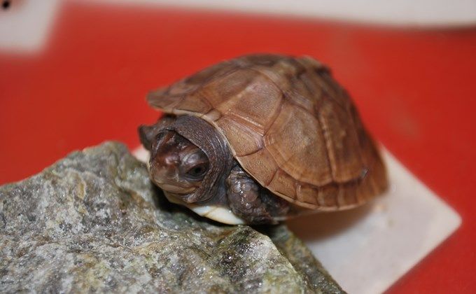 ミツユビハコガメの飼育方法 ベビーは甲羅が変形しないように乾燥に注意しよう Woriver 亀の赤ちゃん 珍しいペット リクガメ