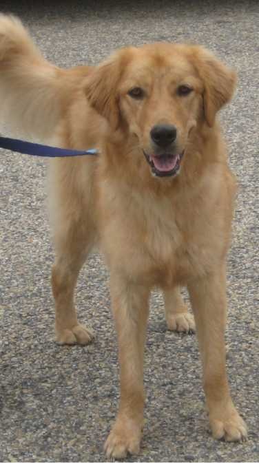 golden retriever bakersfield the 25 best golden retriever rescue ideas on kitten rescue near me golden retriever bakersfield the 25 best golden retriever rescue ideas on kitten rescue near me