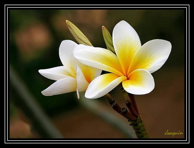 Frangipani, de bloem van het eiland BALI | Цветы, Дневник