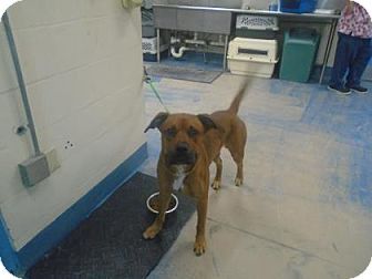 Adopt A Dog Inverness Florida Adopt A Dog Inverness Florida