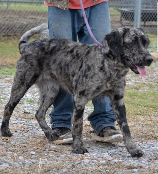 Adopt Lola On Golden Retriever Rescue Dog Mixes Dogs