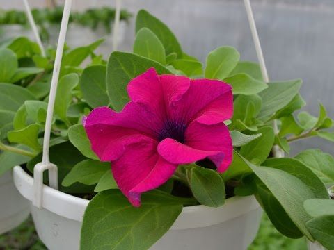 15 Outdoor Spaces, Garden, Backyards #Decor & #Design Ideas Window box flowers,