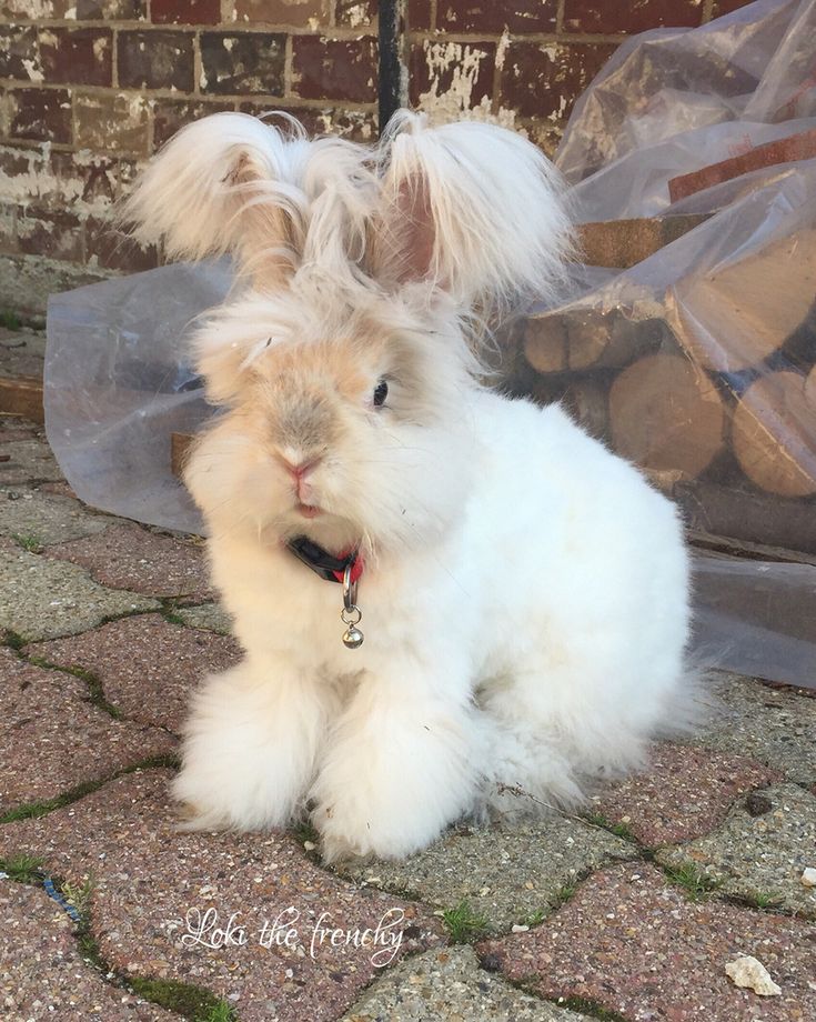 Loki my lovely baby english angora rabbit | Rabbits ...