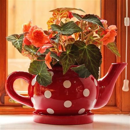 Teapot And Saucer Planter Flowers Tea Pots Planters Beautiful Teapot And Saucer Planter Flowers Tea Pots Planters Beautiful Bouquet Of