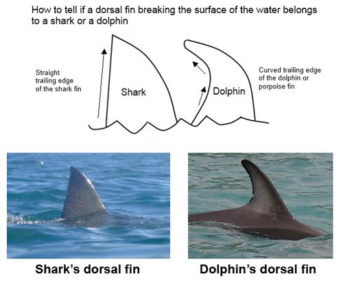 Shark and Dolphin Fins: What's the Difference?