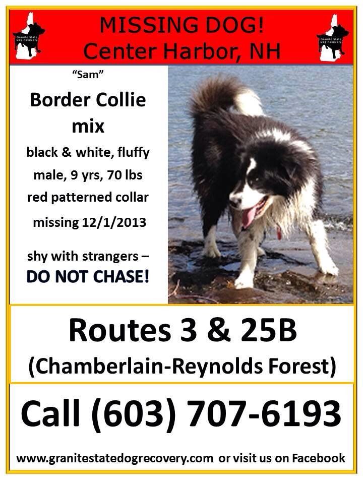 50 best NEW HAMPSHIRE - US LOST DOG REGISTRY images on Pinterest - missing pet template 50 best NEW HAMPSHIRE - US LOST DOG REGISTRY images on Pinterest - missing pet template